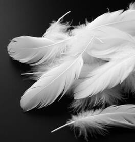 White feathers
