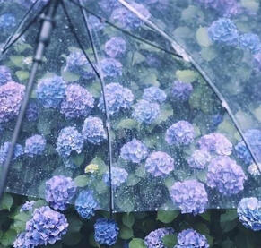 Hydrangea with Clear Umbrella